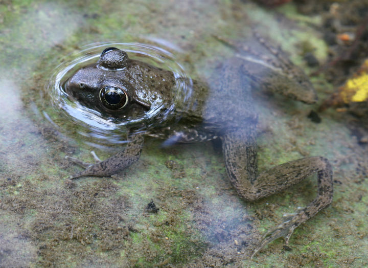Green Frog